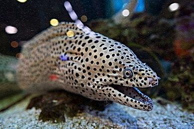 《地狱之刃2》PC版超宽屏截图 最低配置GTX 1070