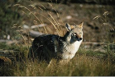 《死神：魂魄觉醒》角色预告 展示角色市丸银